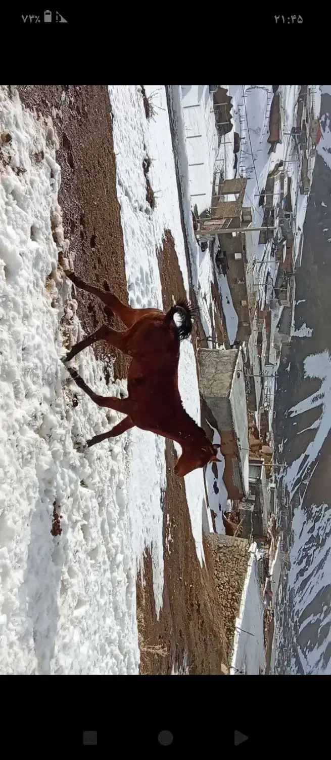 فروش اسب|اسب و تجهیزات اسب‌سواری|سارال, |دیوار