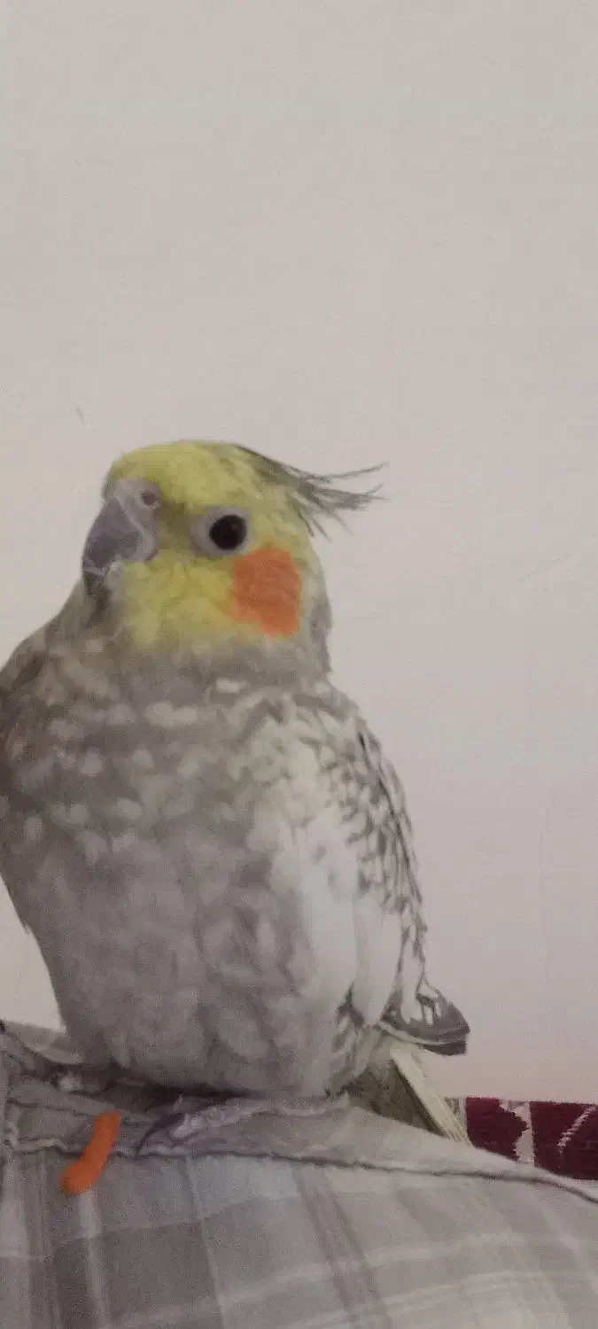 پرنده|حیوانات|بجنورد, |دیوار