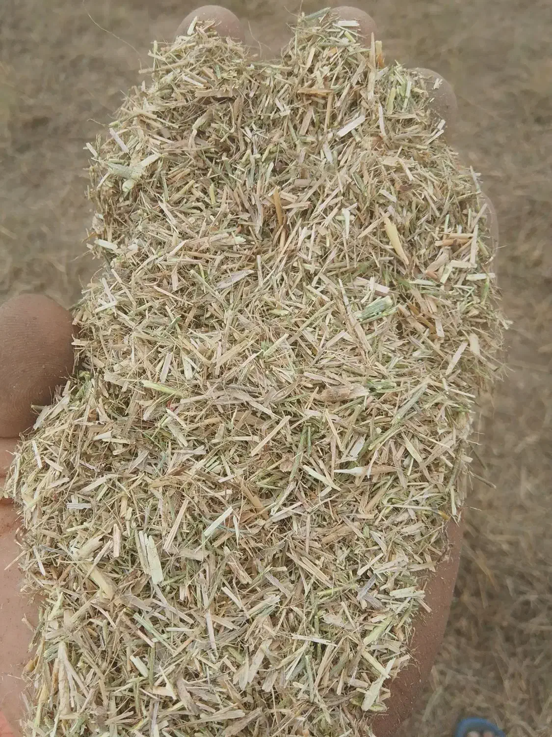 کاه کوبیده گندم.خارشتر. .کمل شالی.سبوس|لوازم جانبی حیوانات|گنبد کاووس, |دیوار