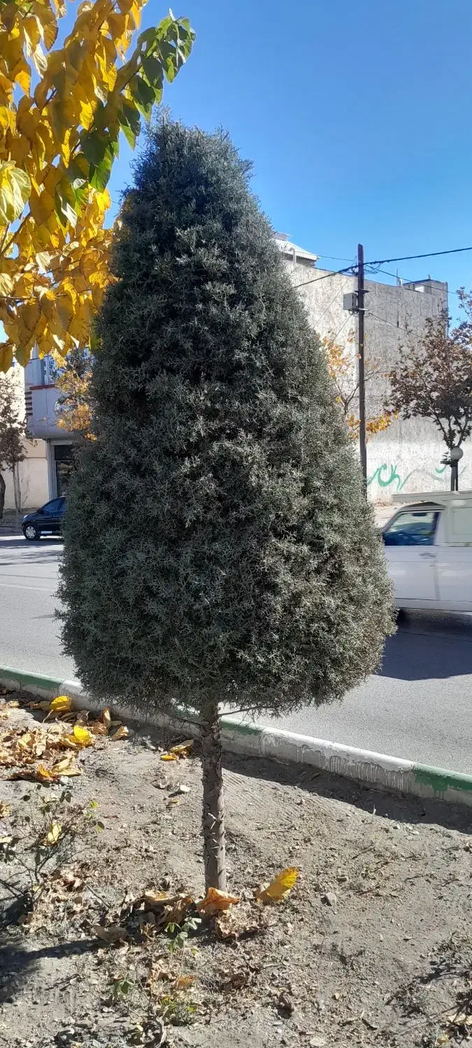 هرس|خدمات باغبانی و درختکاری|شاندیز, |دیوار