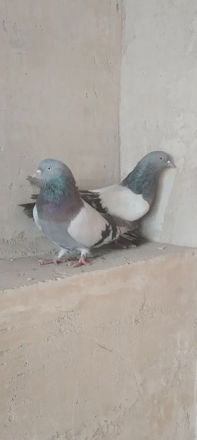 کبوتر پر|پرنده|فرخ‌شهر, |دیوار