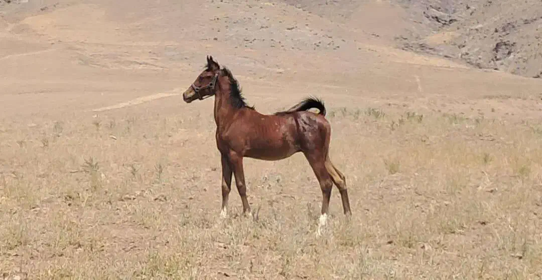 دو راس کره نریان ترکمن و عرب|اسب و تجهیزات اسب‌سواری|آبیک, |دیوار