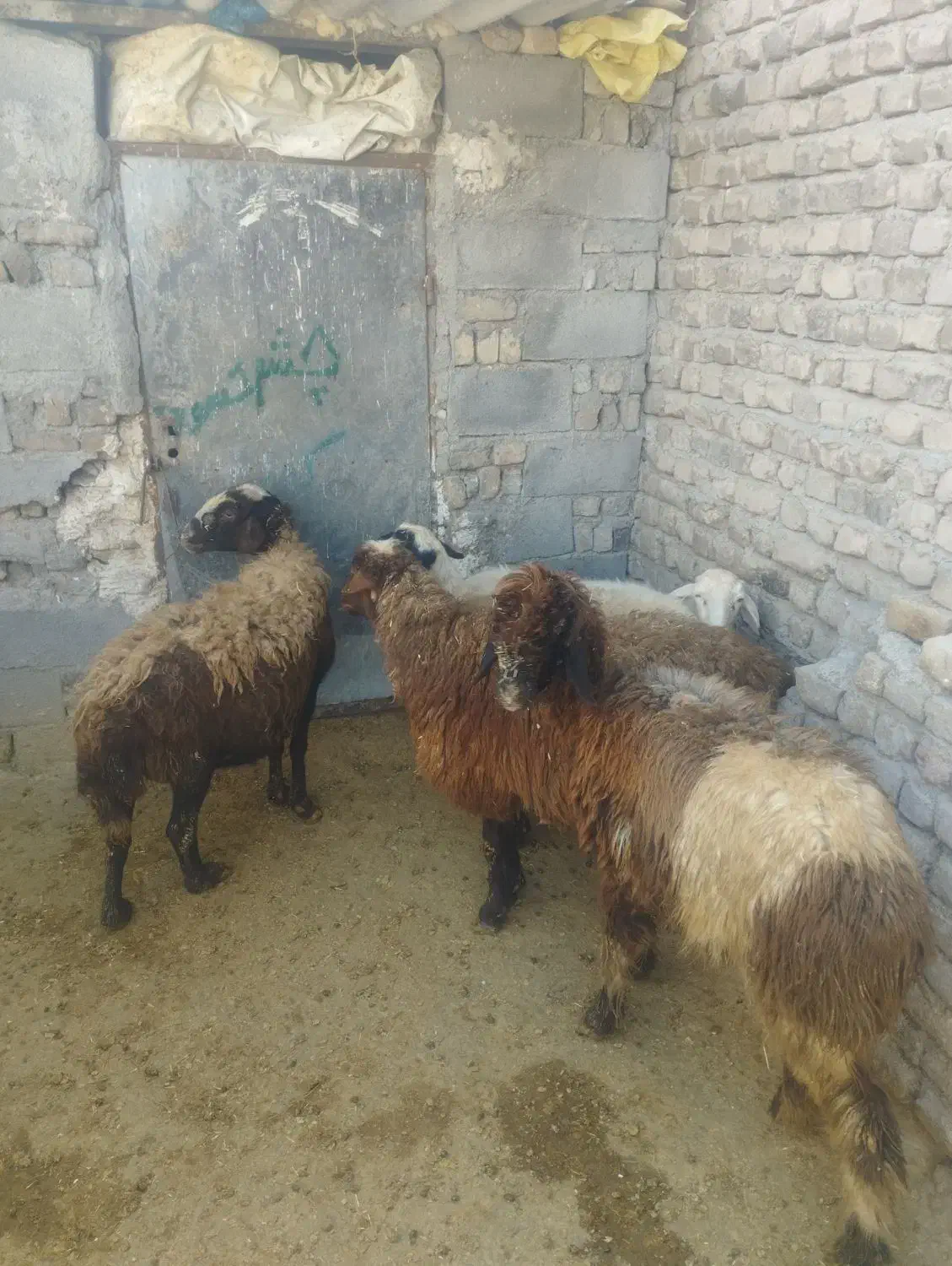 میش و بره|حیوانات مزرعه|سیلاخور, |دیوار