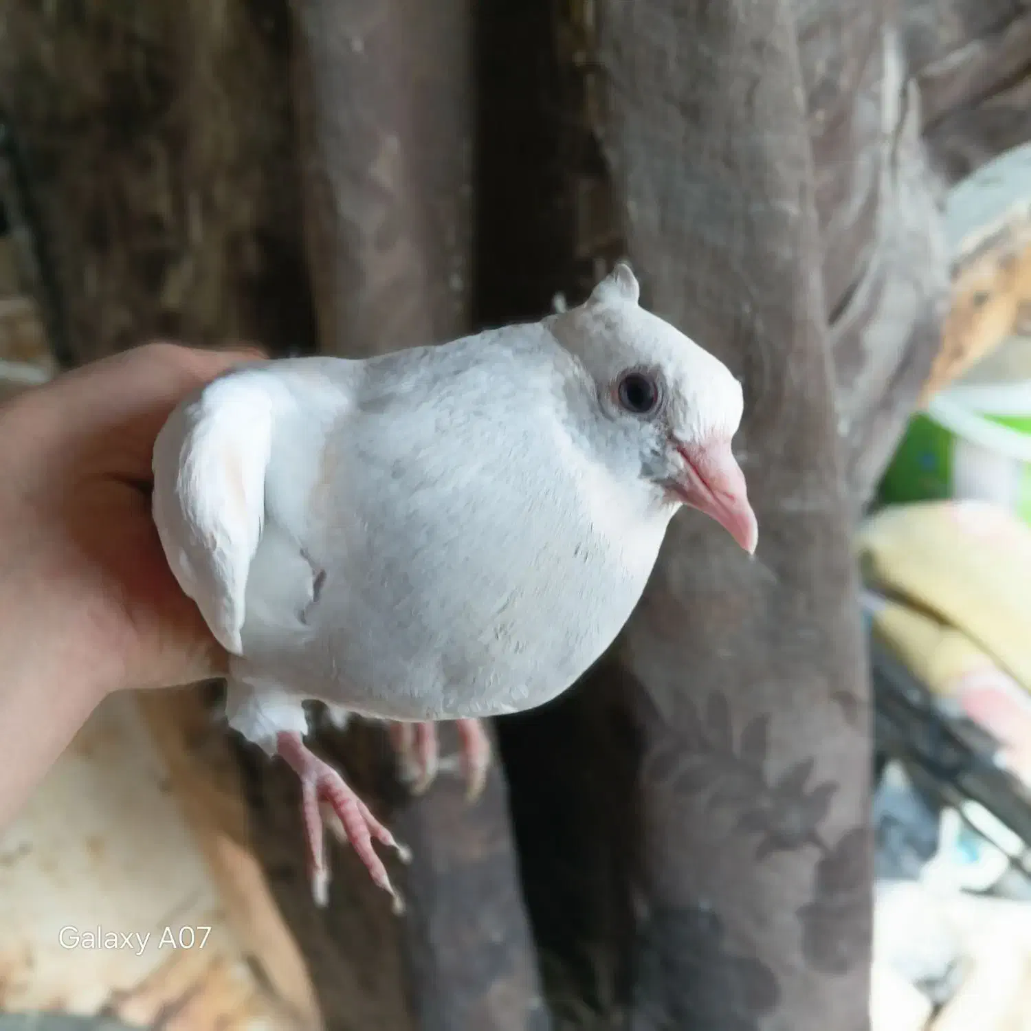 کفتر طوقی آبی|پرنده|مشهد, ابوذر|دیوار