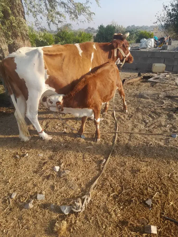 گاو شیری|حیوانات مزرعه|جغین, |دیوار