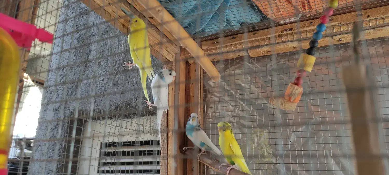 مرغ عشق|پرنده|الوند, |دیوار