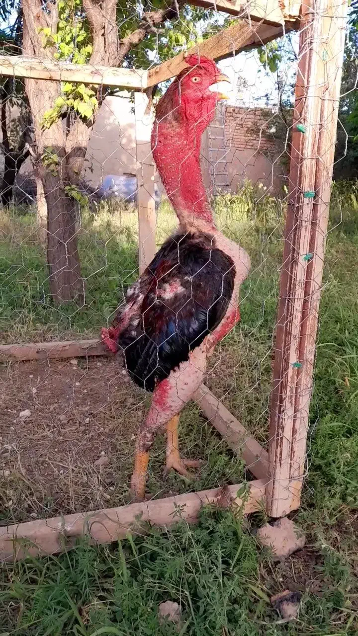 خروس لاری|حیوانات مزرعه|رزن, |دیوار