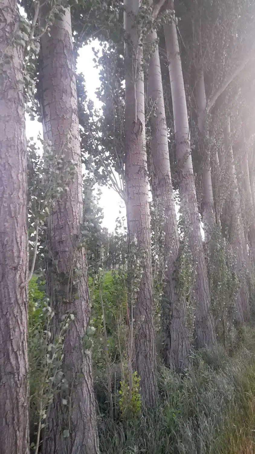 خرید چوب خشک تر نقدی|خدمات باغبانی و درختکاری|سراب, |دیوار