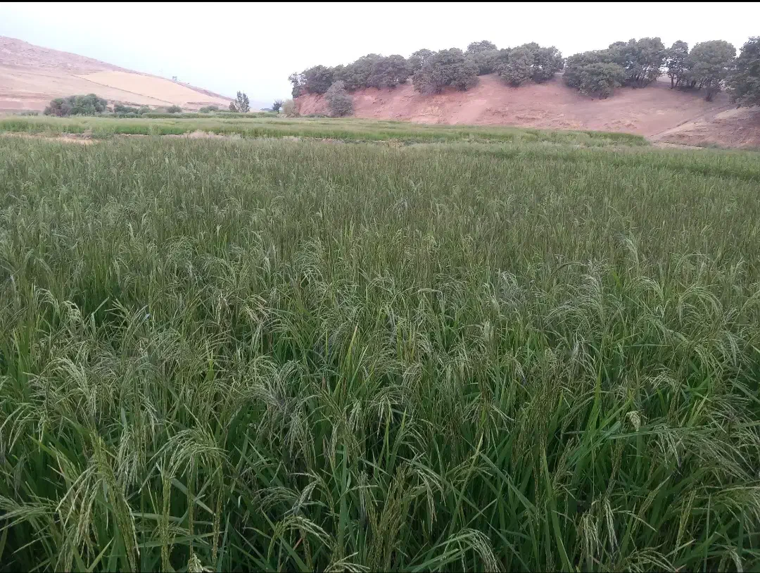 برنج دم سیاه|خوردنی و آشامیدنی|چگنی, |دیوار