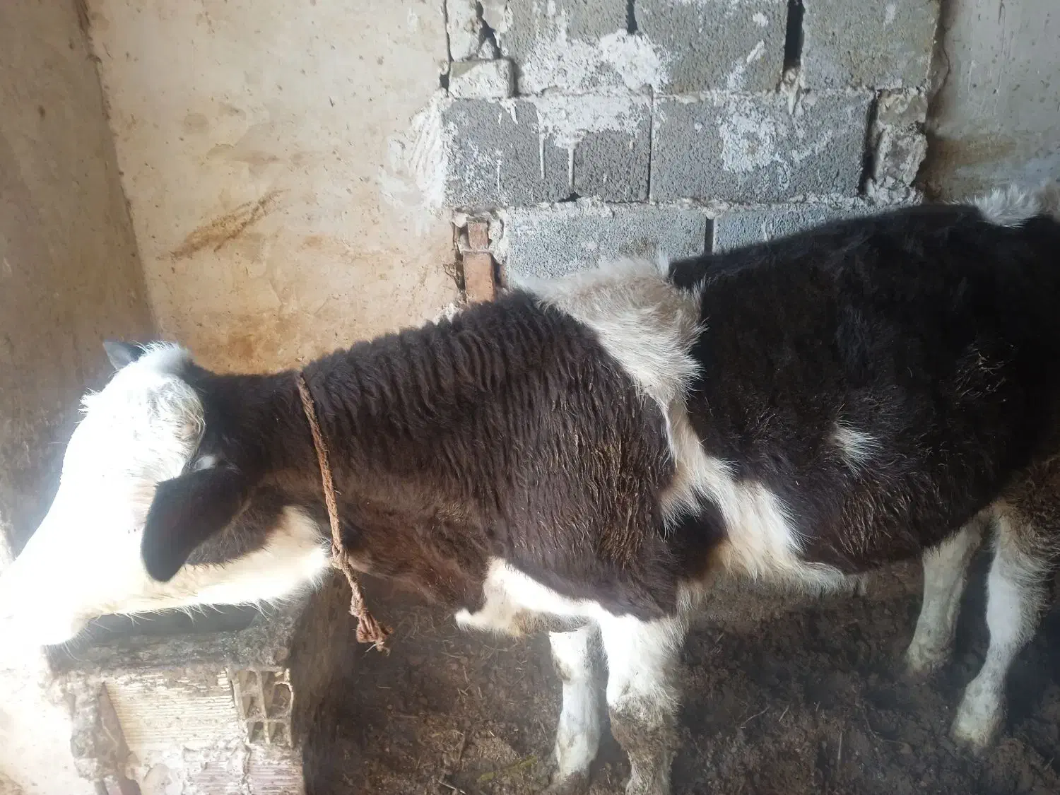 گاو با گوساله|حیوانات مزرعه|هریس, |دیوار