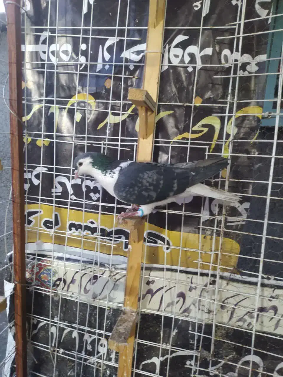 کفتر صید|پرنده|مشهد, یاس|دیوار