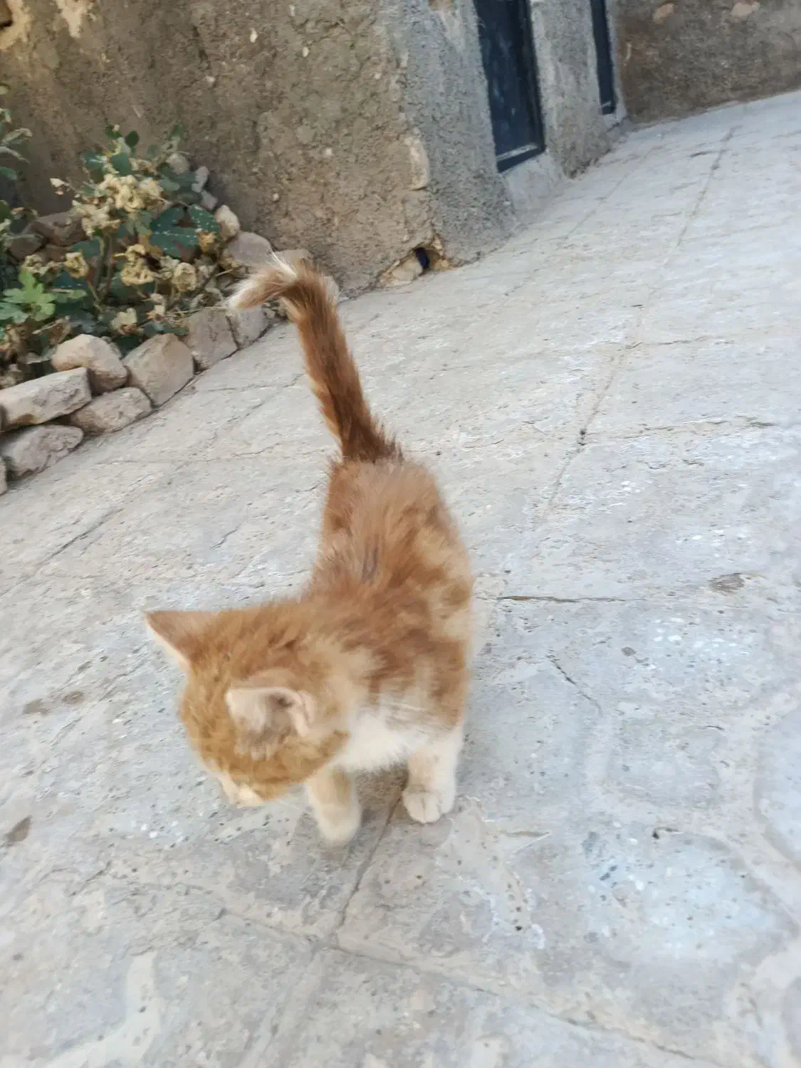 واگذاری حیوون خونگی رایگان|گربه|تربت جام, شهرک معلم|دیوار