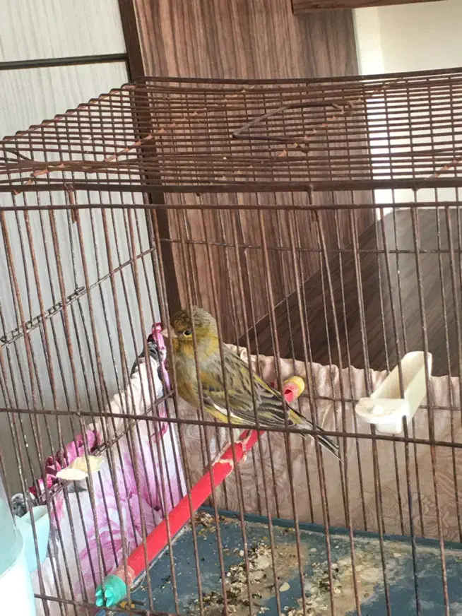 قناری نر بخون|پرنده|شاهین‌شهر, مسکن مهر|دیوار