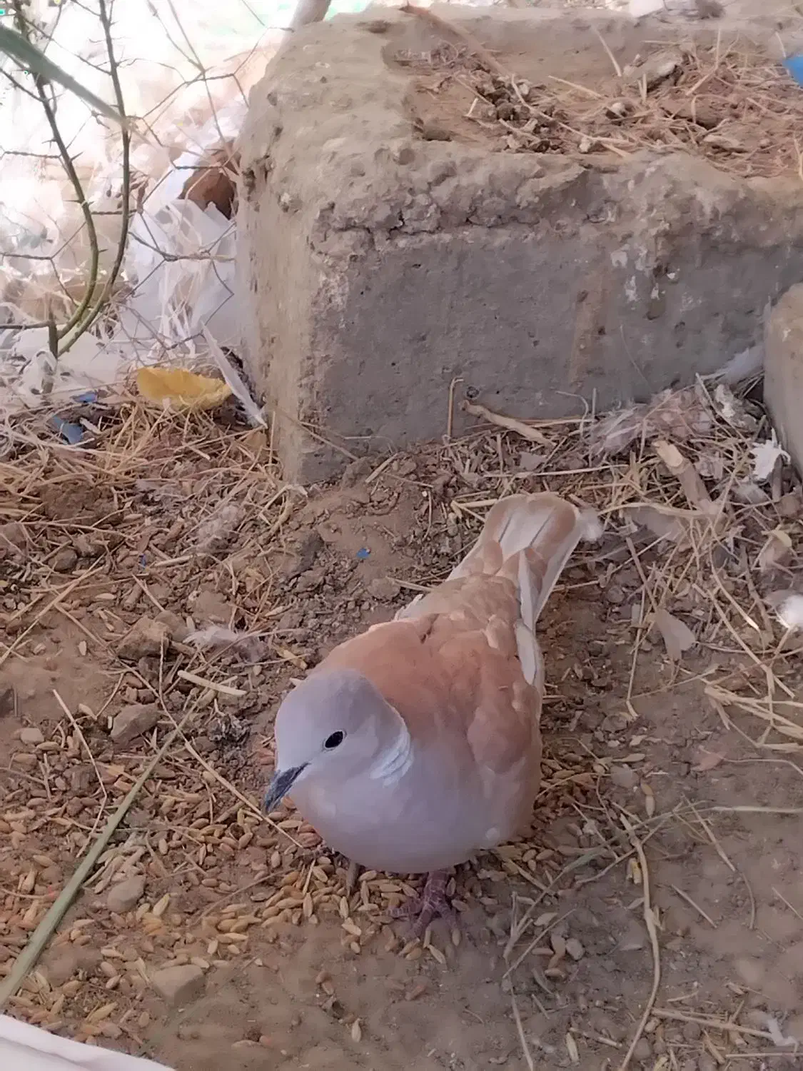 کبوتر خانگی|پرنده|زهک, |دیوار