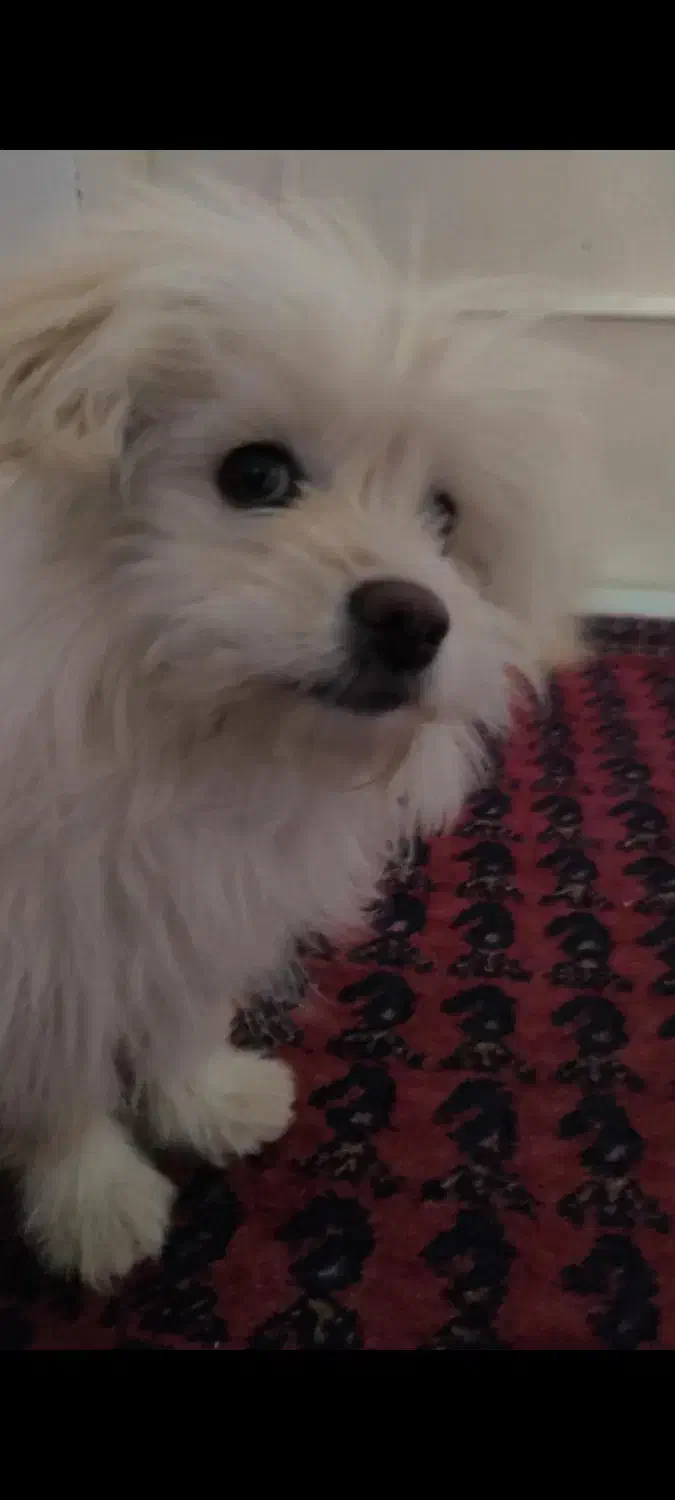 سگ پامر|سگ|خوانسار, |دیوار