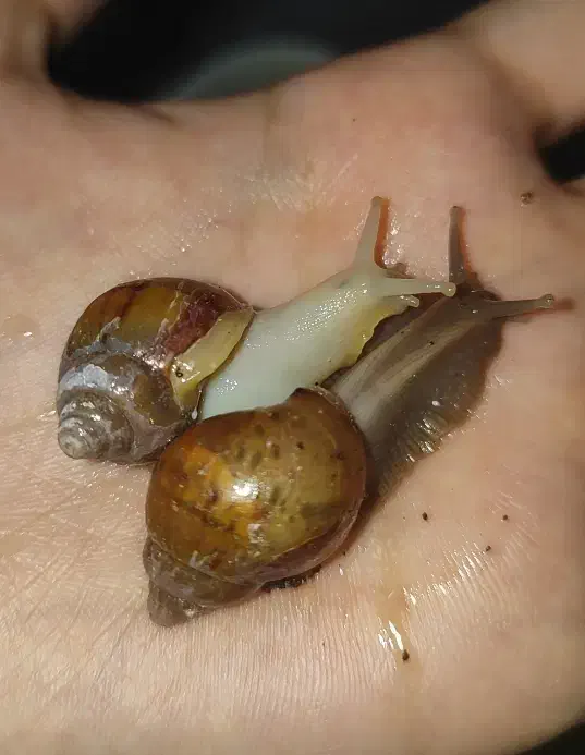 جوجه حلزون|خزنده|اهواز, زیتون کارمندی|دیوار