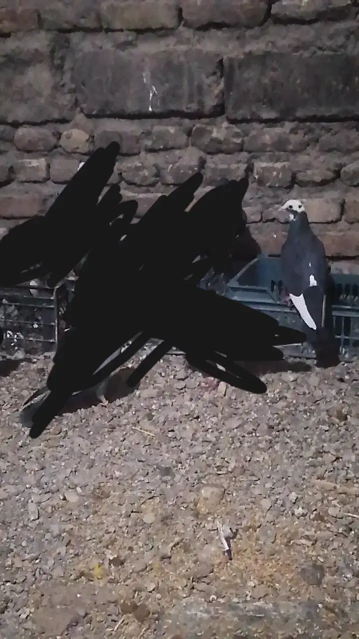 پلنگ|پرنده|کرباسک, |دیوار