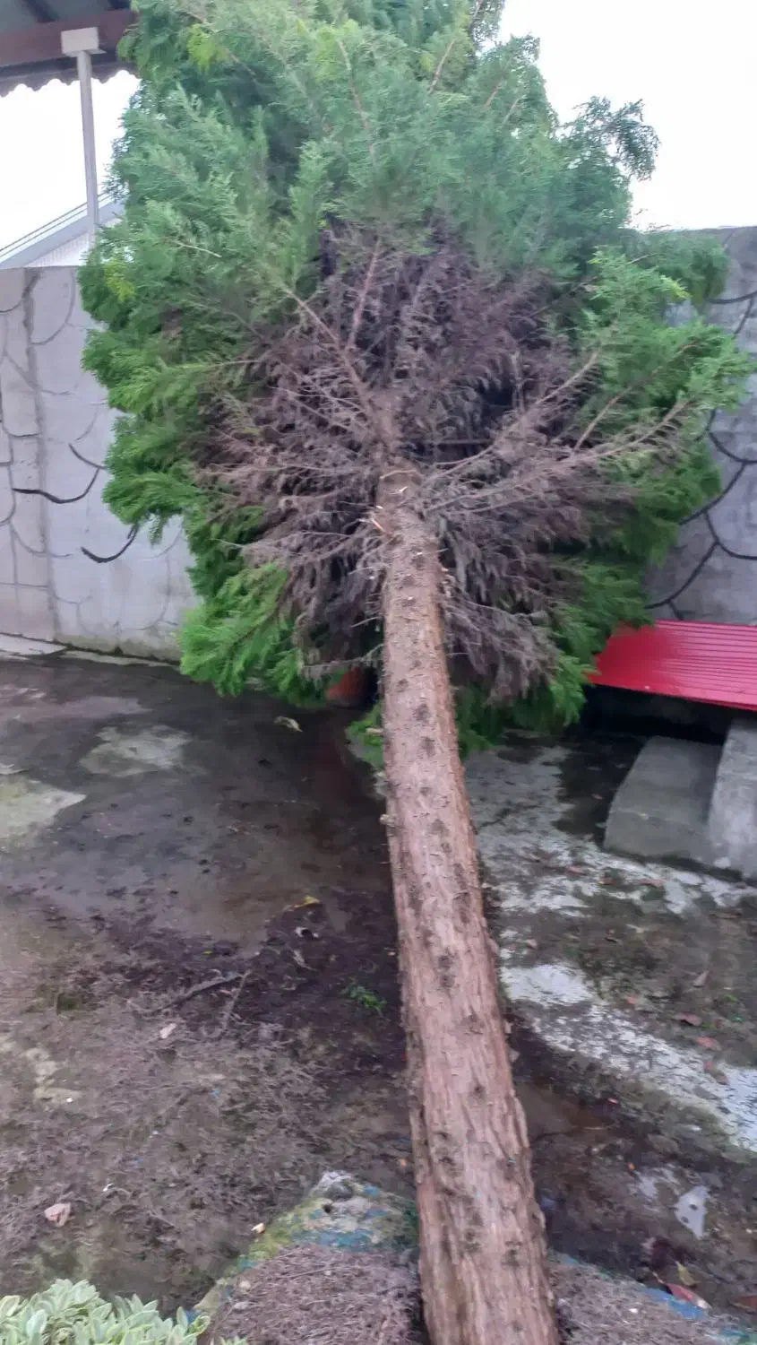 درخت کاج زیبا|گل و گیاه طبیعی|رشت, چله خانه|دیوار