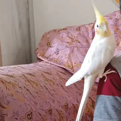 عروس هلندی گم شده|پرنده|اردکان, |دیوار