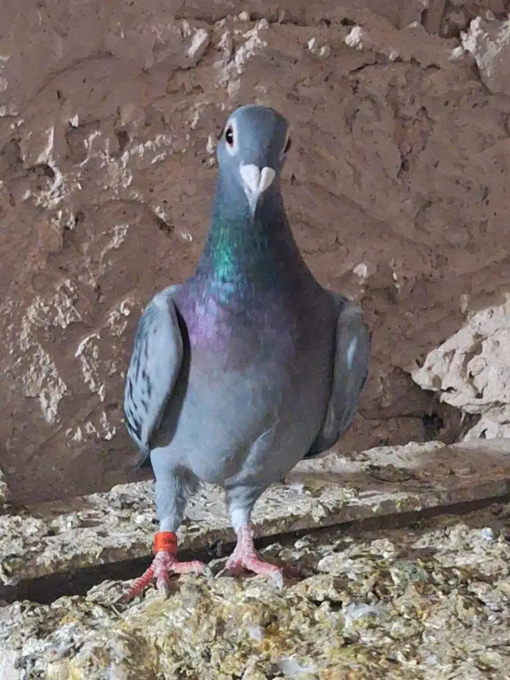 کبوتر|پرنده|نیشابور, مازول|دیوار