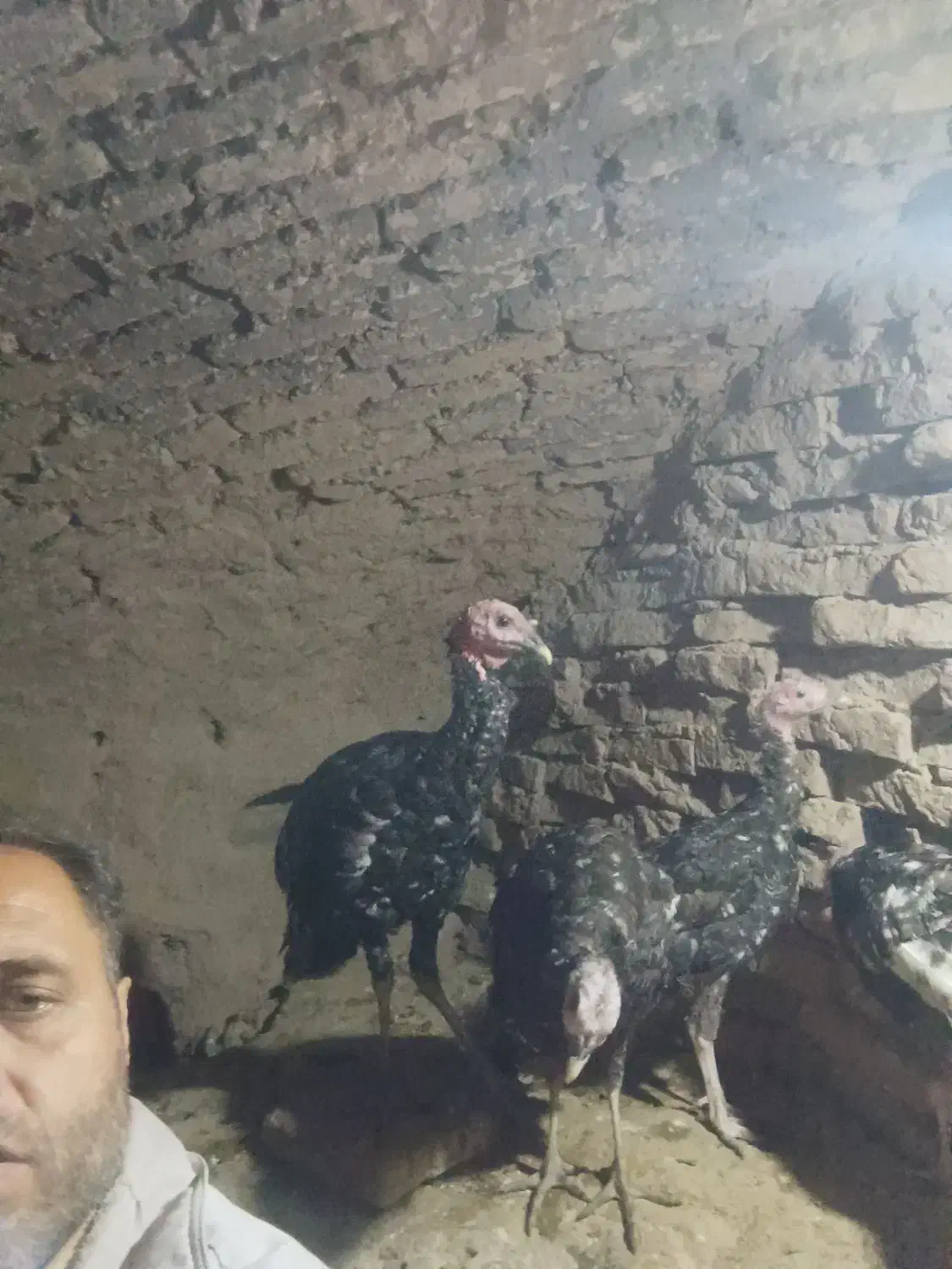 بوقلمون برنز|حیوانات مزرعه|شاهرود, |دیوار