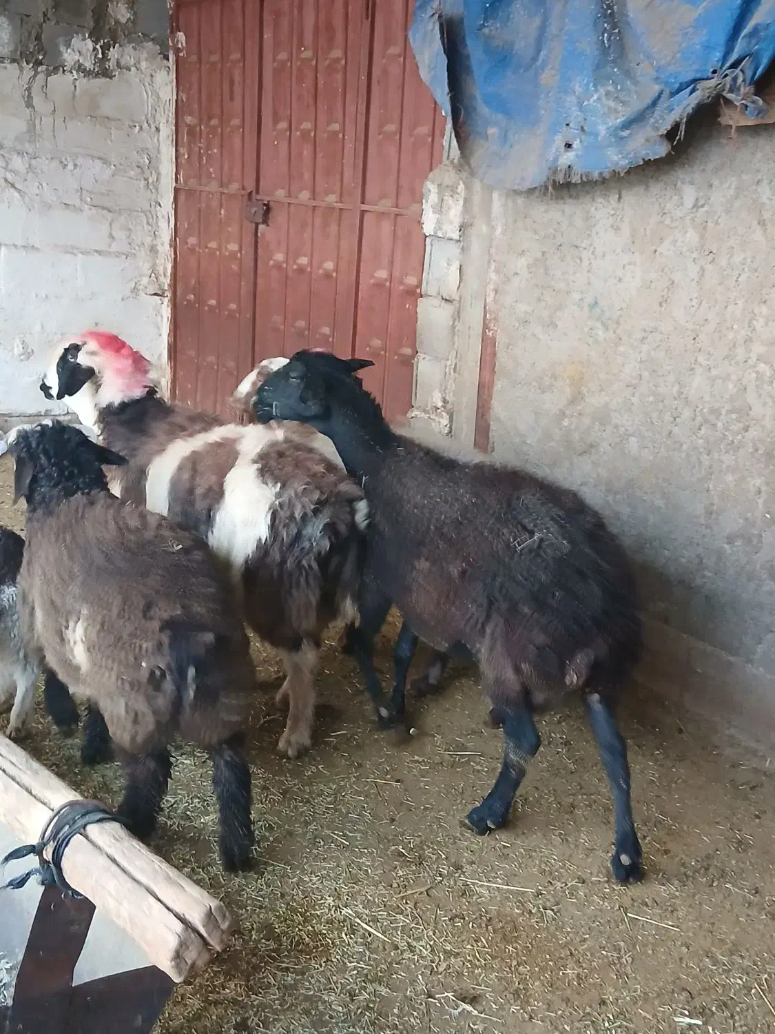 3 راس میش چاق بستنی|حیوانات مزرعه|مرودشت, استادیوم‎|دیوار