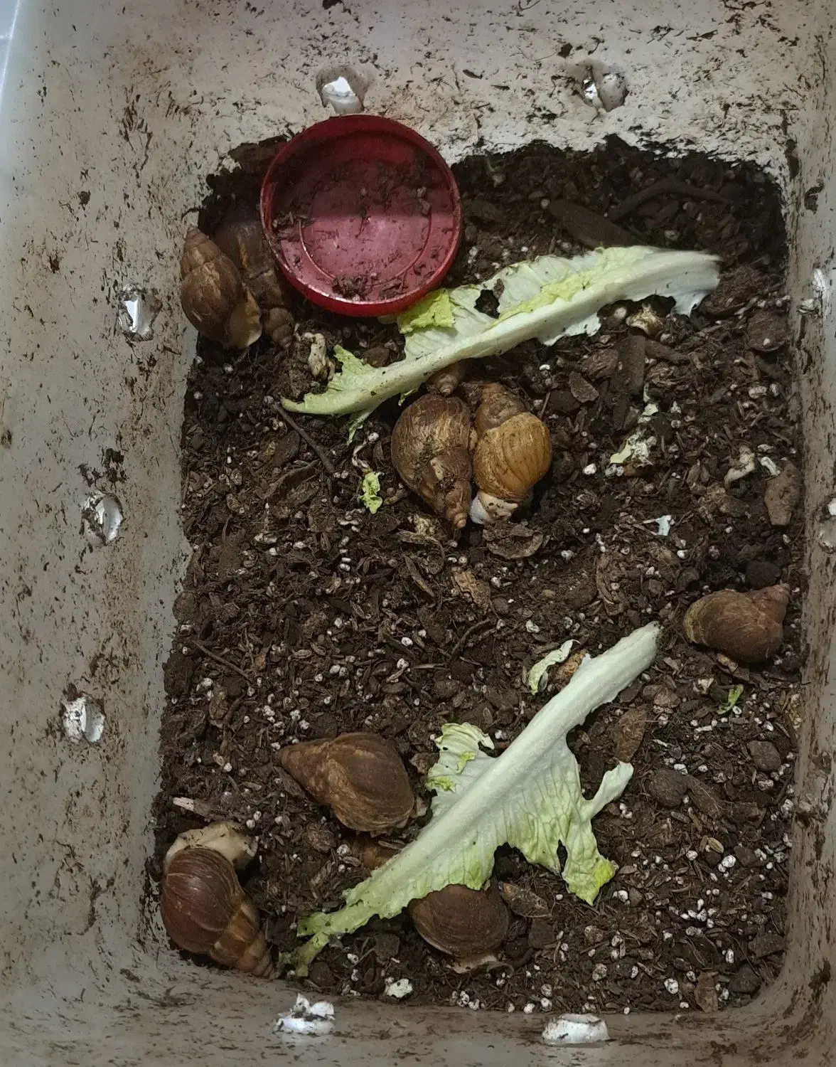 حلزون|خزنده|تهران, یاخجی آباد|دیوار