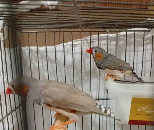 فنچ|پرنده|تهران, تسلیحات|دیوار