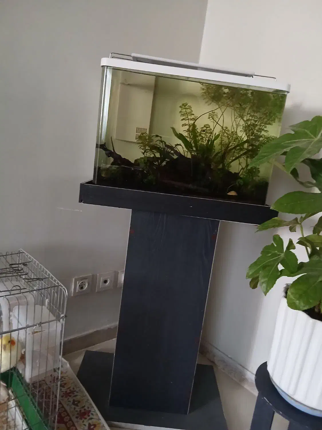 آکواریوم  پلنت بسیار زیبا|ماهی|پردیس, فاز ۲|دیوار