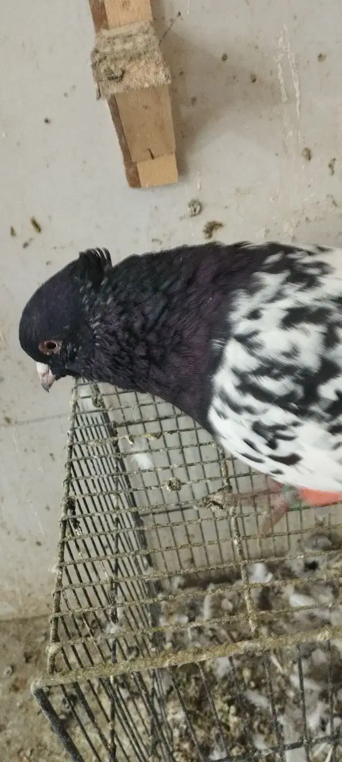 یک جفت کله و یک کلاغ سیاه نر|پرنده|مشهد, کریم آباد|دیوار