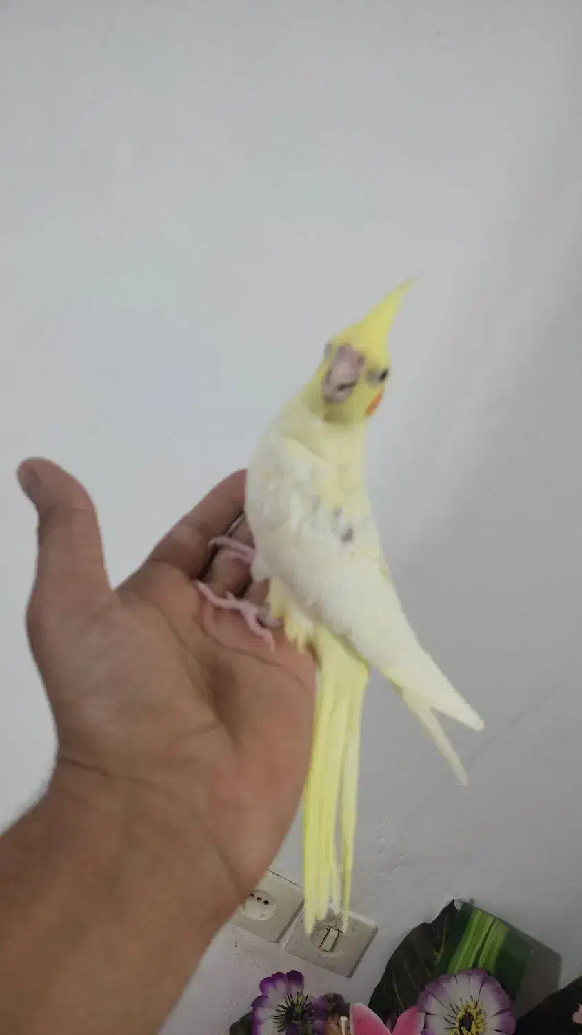 عروس هلندی|پرنده|مشهد, شهید قربانی|دیوار