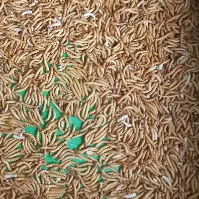 میلورم و سوپر ورم زنده|خزنده|تهران, استخر|دیوار