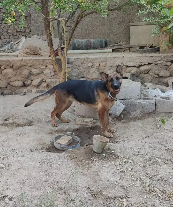 واگذاری سگ ژرمن|سگ|شهر بابک, |دیوار