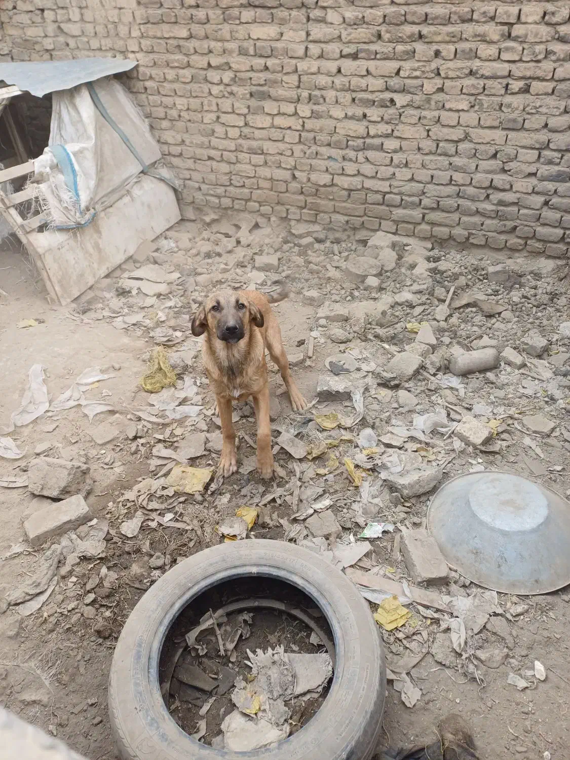 واگذاری سگ پژدر عراقی|سگ|کرمانشاه, |دیوار