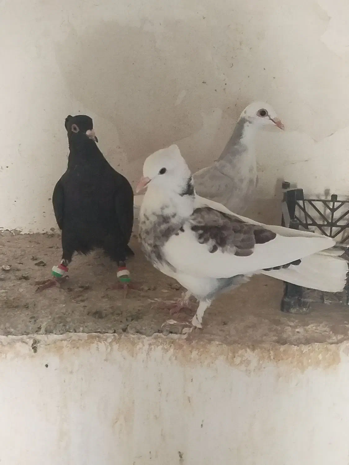 سه عدد کفتر پرشی|پرنده|شیروان (خراسان), |دیوار