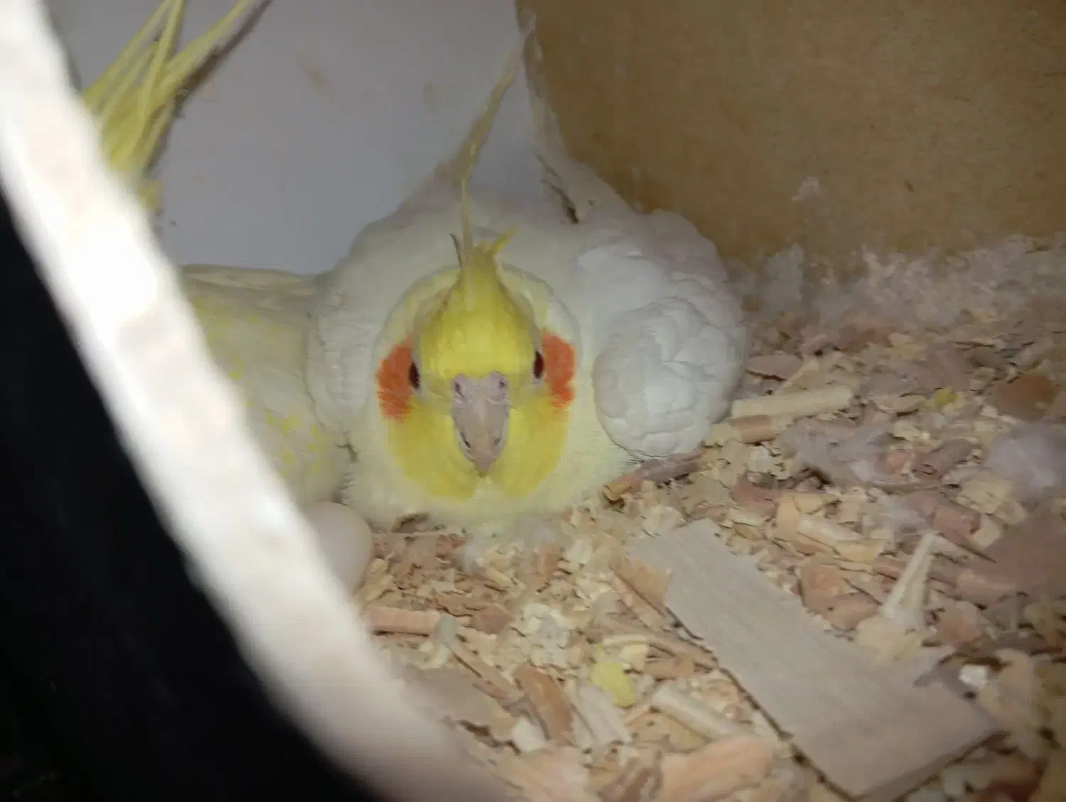 عروس هلندی مولد|پرنده|اصفهان, شاهد|دیوار