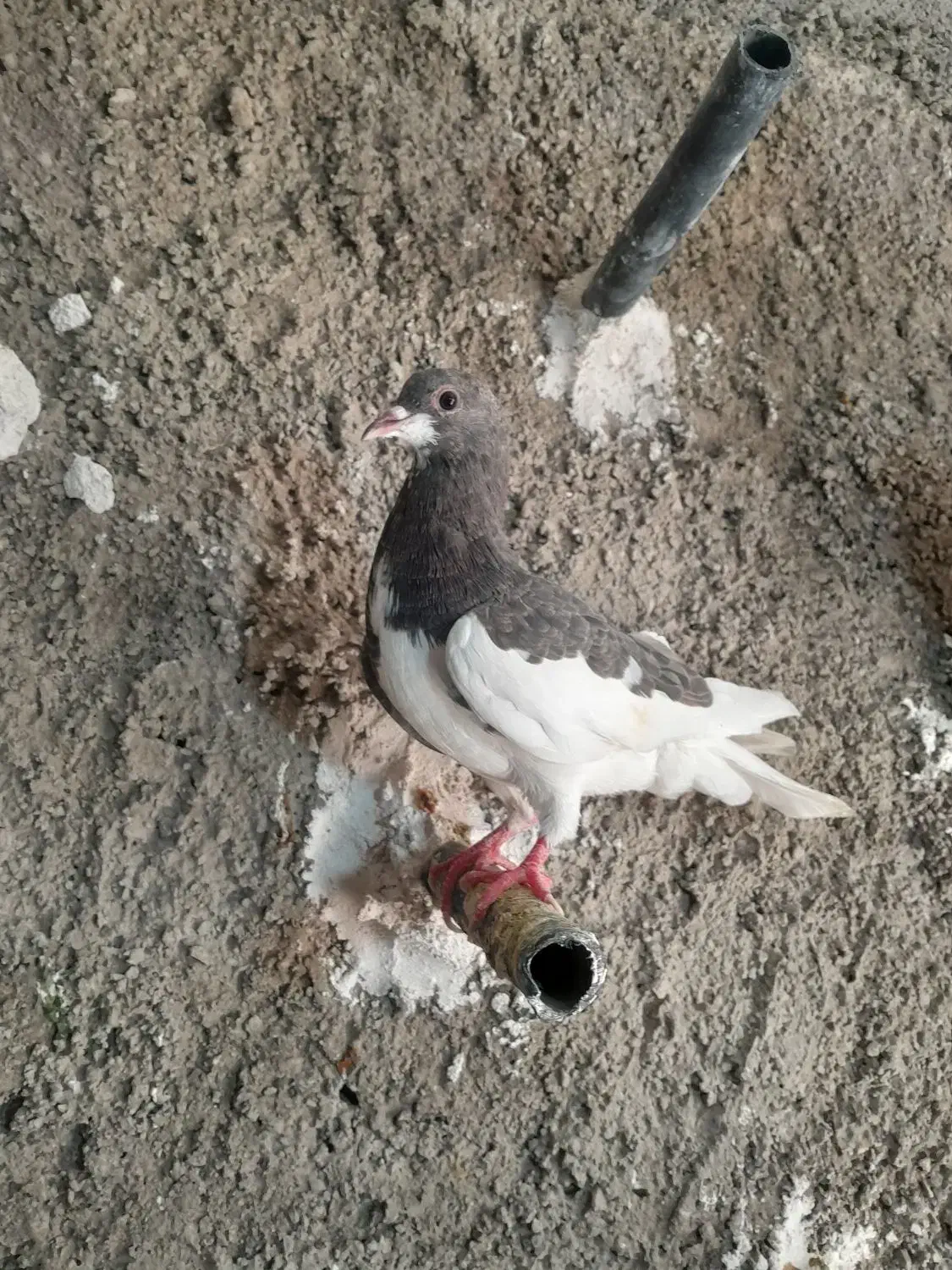کفتر رنگی آس بی عیب|پرنده|شیراز, کوشک میدان|دیوار