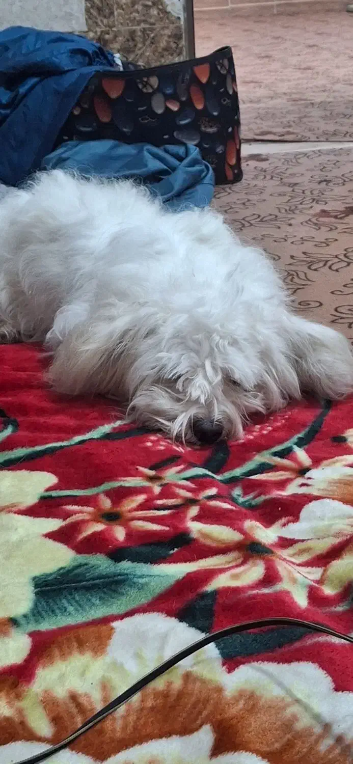 واگذاری سگ شیتزو|سگ|میناب, |دیوار