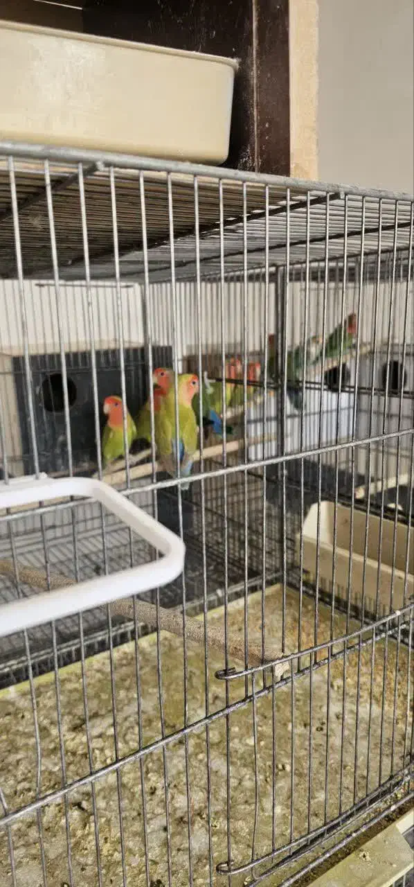 کوتوله و عروس هلندی|پرنده|قم, شهرک سازمان آب|دیوار