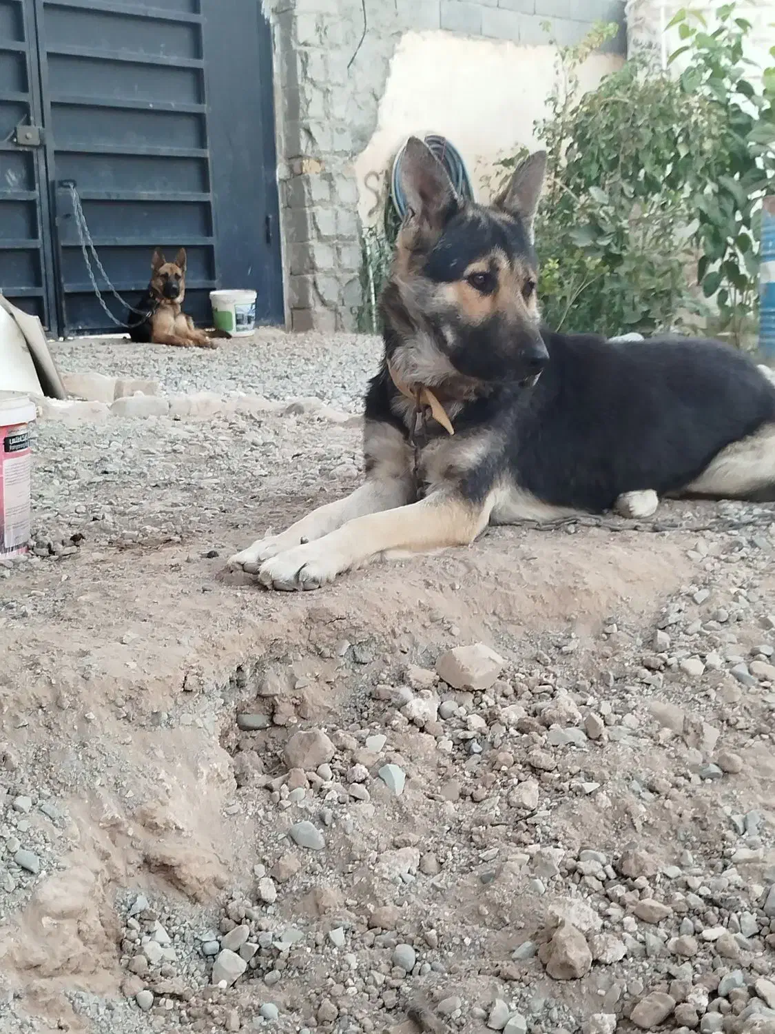 واگذاری سگ|سگ|چهارباغ, |دیوار