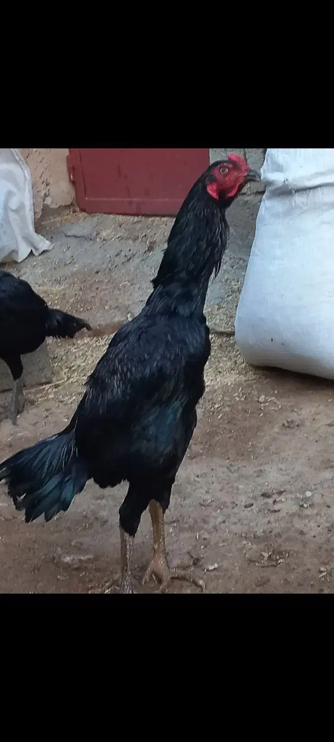 سلام دو عدد خروس ۷ ماهه|حیوانات مزرعه|اشنویه, |دیوار