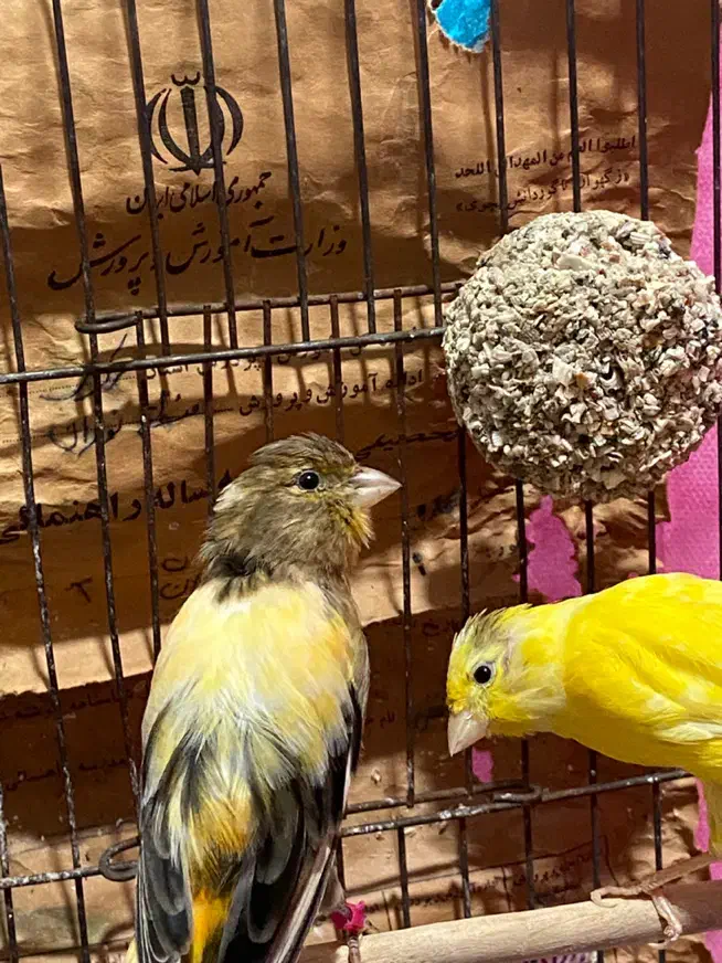 قناری ماده|پرنده|ساوه, |دیوار