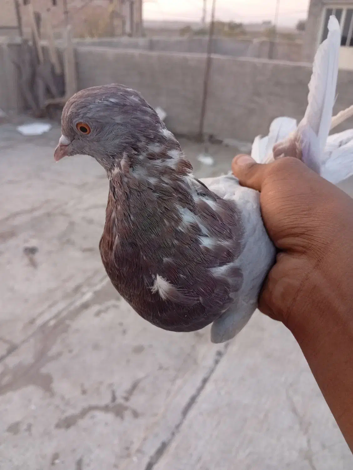 دوتا کبوتر تهرانی|پرنده|پاکدشت, پاکدشت (مامازند)|دیوار