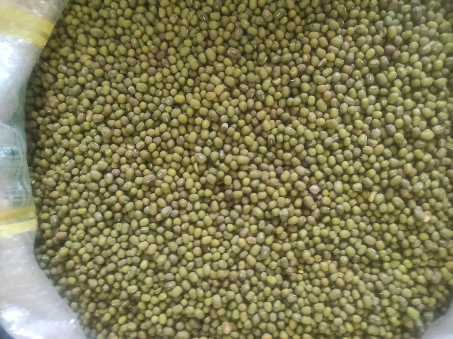 حبوبات تازه|خوردنی و آشامیدنی|اقبالیه, |دیوار