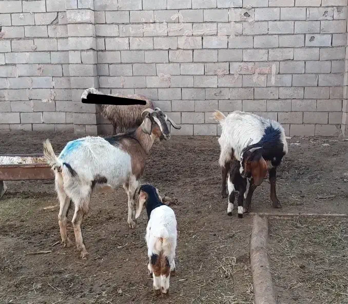 ۴ راس بز زایده|حیوانات مزرعه|سبزوار, فیاض|دیوار