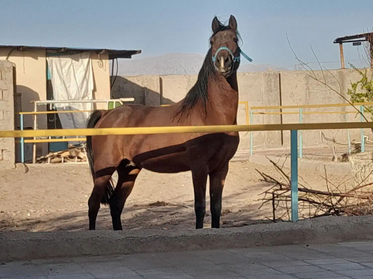 اسب وبز|اسب و تجهیزات اسبسواری|رفسنجان, |دیوار