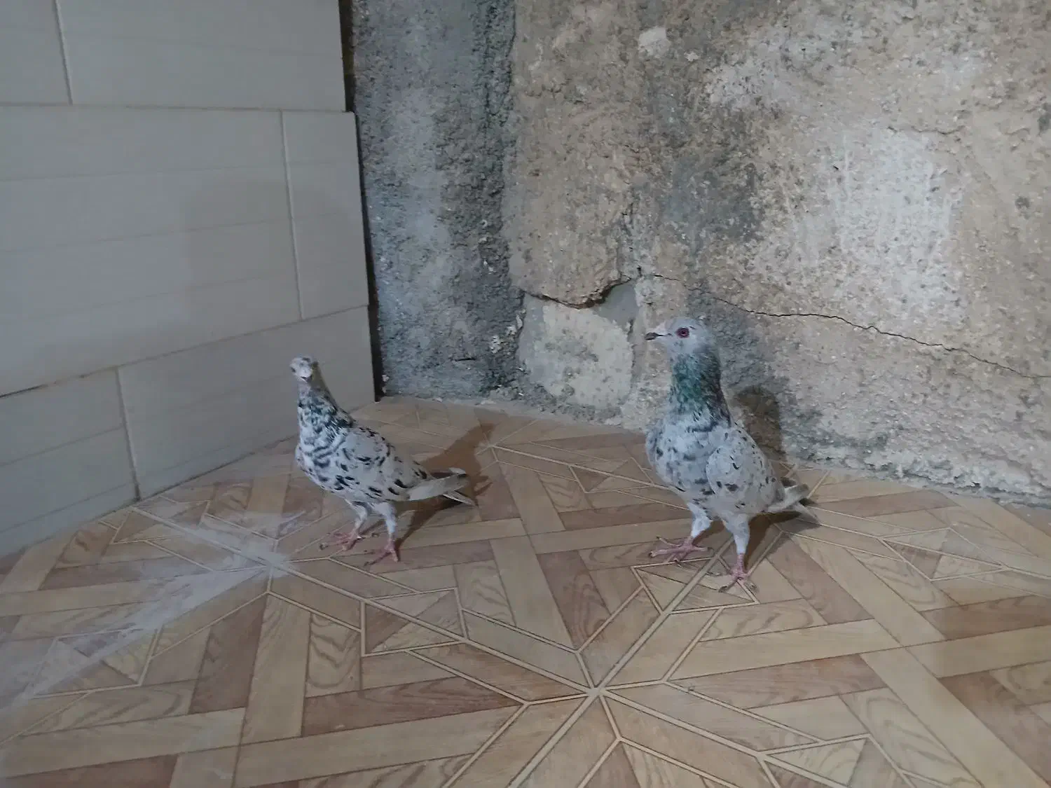 کبوتر|پرنده|آبپخش, |دیوار