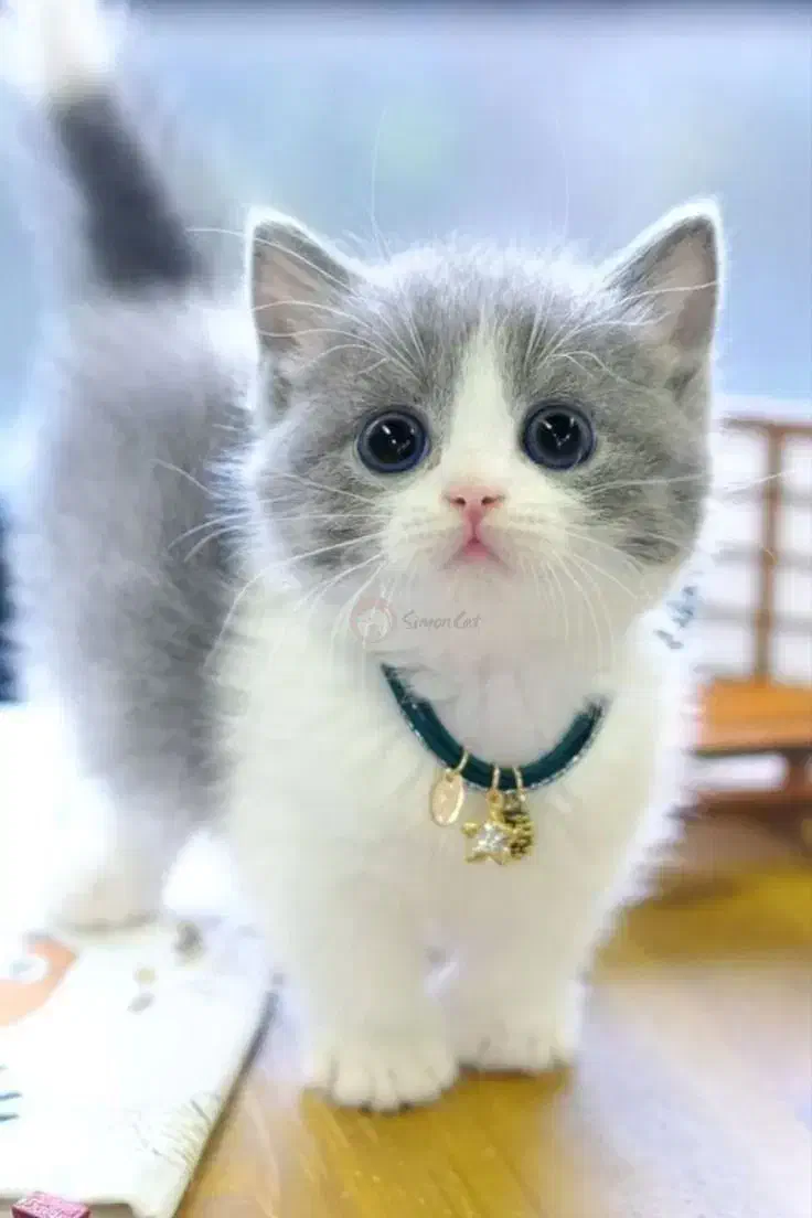 گربه|گربه|زاهدان, |دیوار