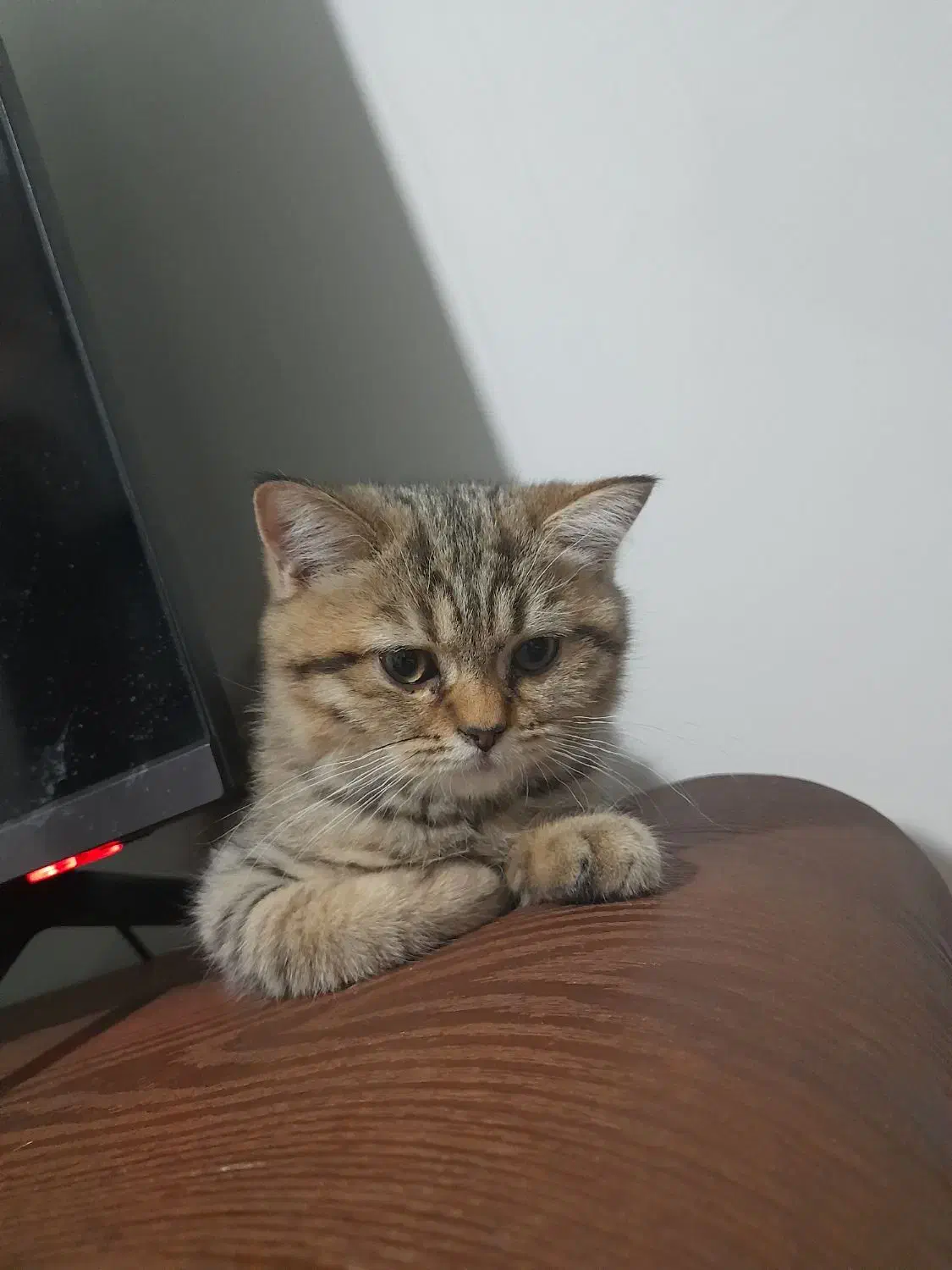 گربه بریتیش و اسکاتیش|گربه|تهران, راه آهن|دیوار