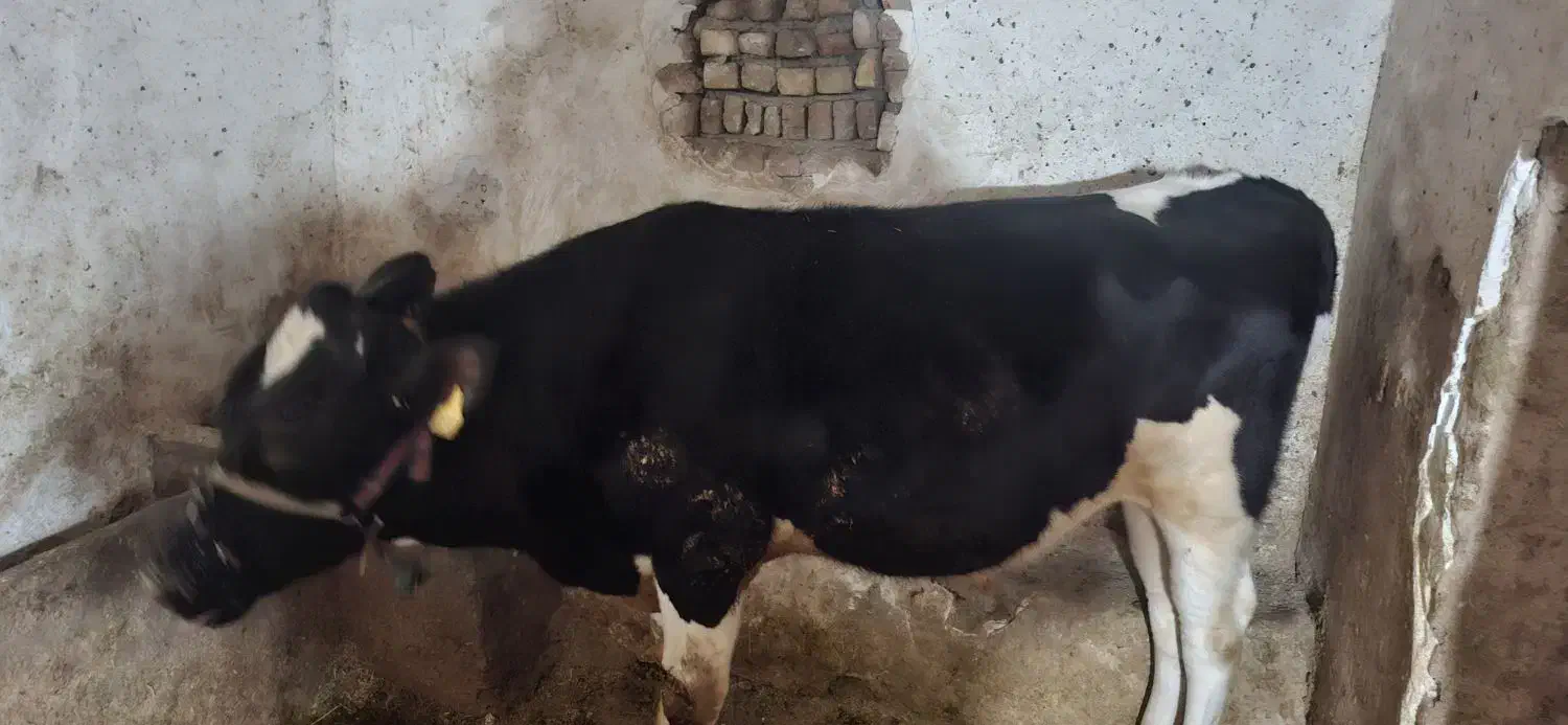 فروش گوساله|حیوانات مزرعه|سیلاخور, |دیوار